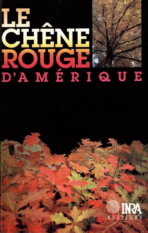 Cover of the book Le chêne rouge d'Amérique by Gérard Nepveu, Jean Timbal, Antoine Kremer, Noël Le Goff, Quae