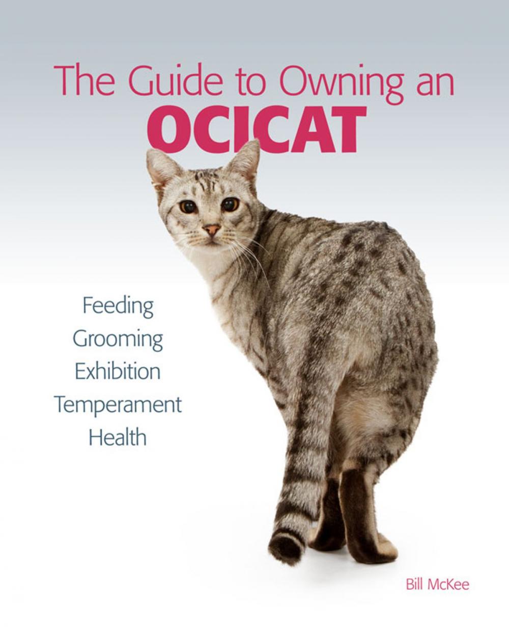 Big bigCover of Guide to Owning an Ocicat