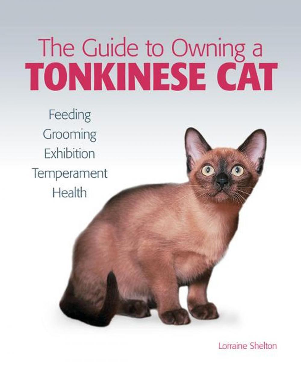 Big bigCover of Guide to Owning a Tonkinese Cat