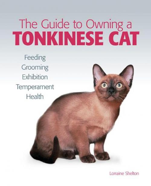 Cover of the book Guide to Owning a Tonkinese Cat by Lorraine Shelton, TFH Publications, Inc.