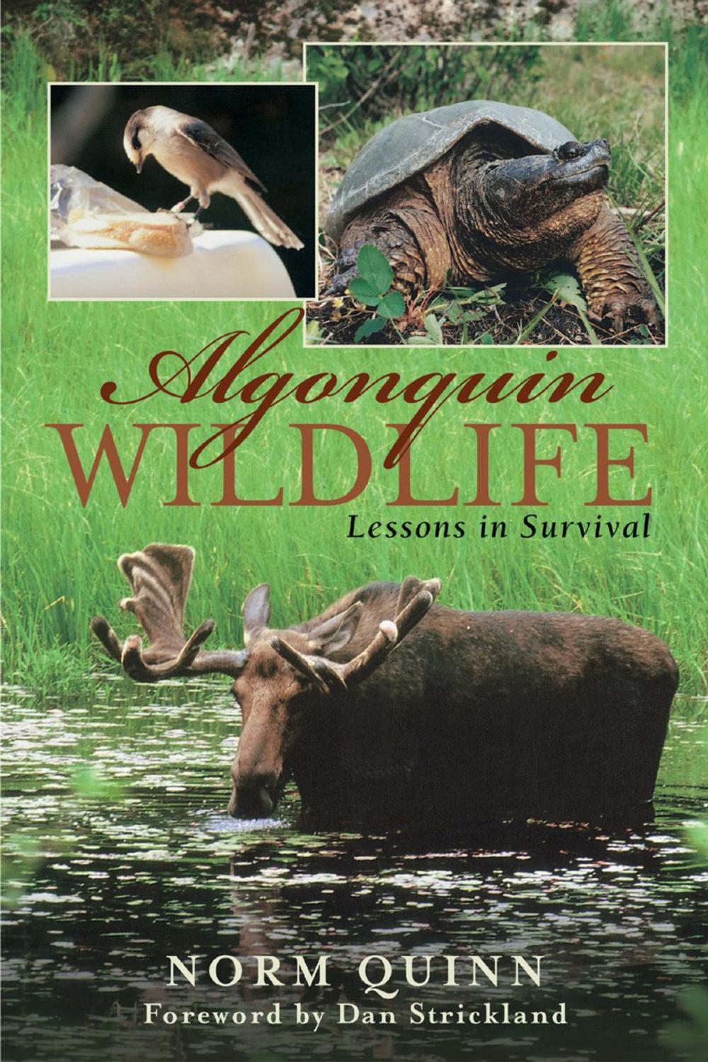 Big bigCover of Algonquin Wildlife