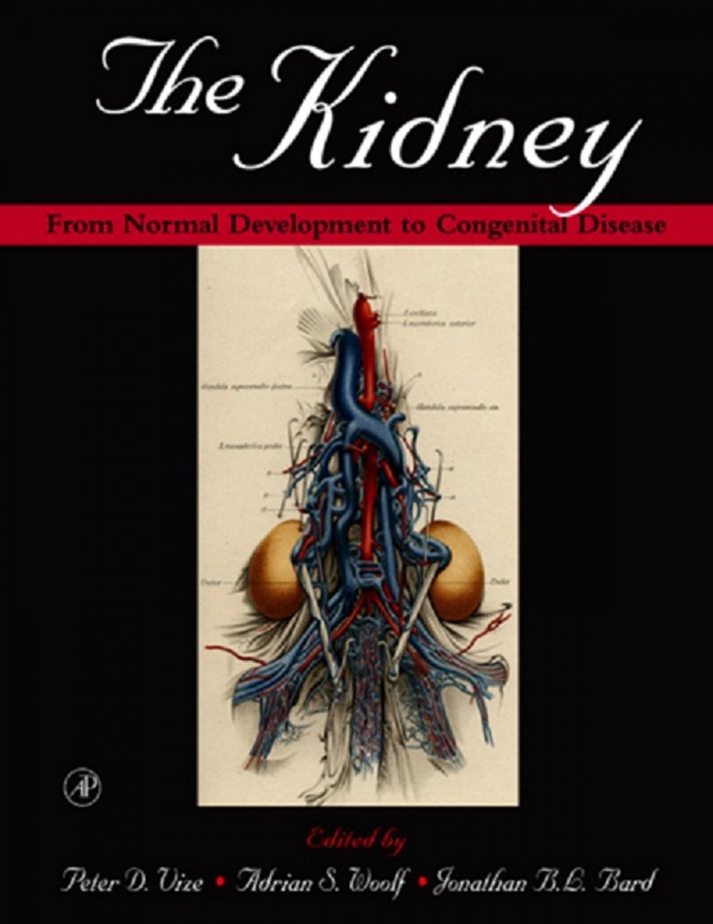 Big bigCover of The Kidney