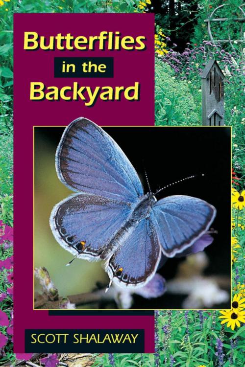 Cover of the book Butterflies in the Backyard by Scott Shalaway, Stackpole Books