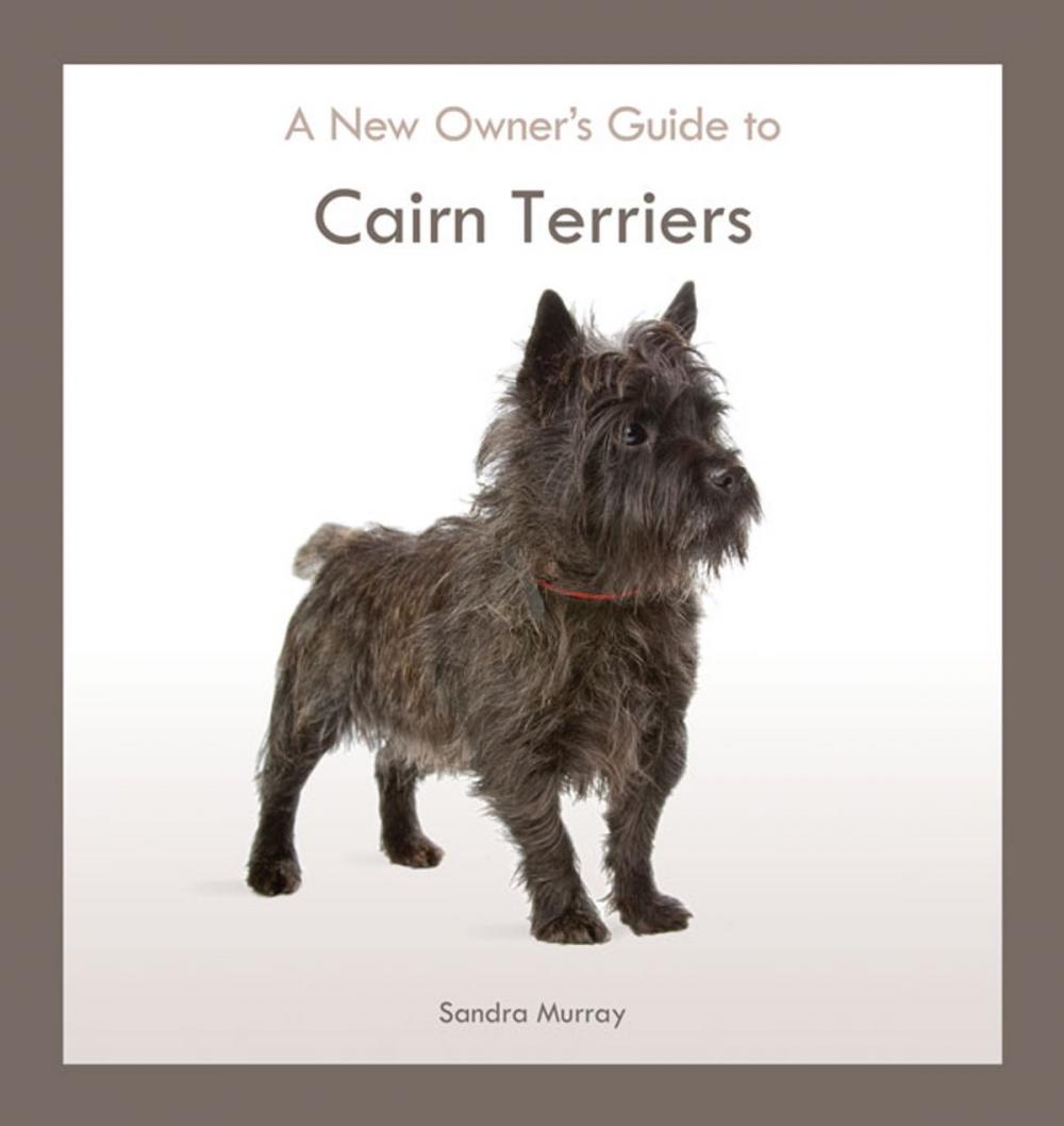 Big bigCover of Cairn Terriers