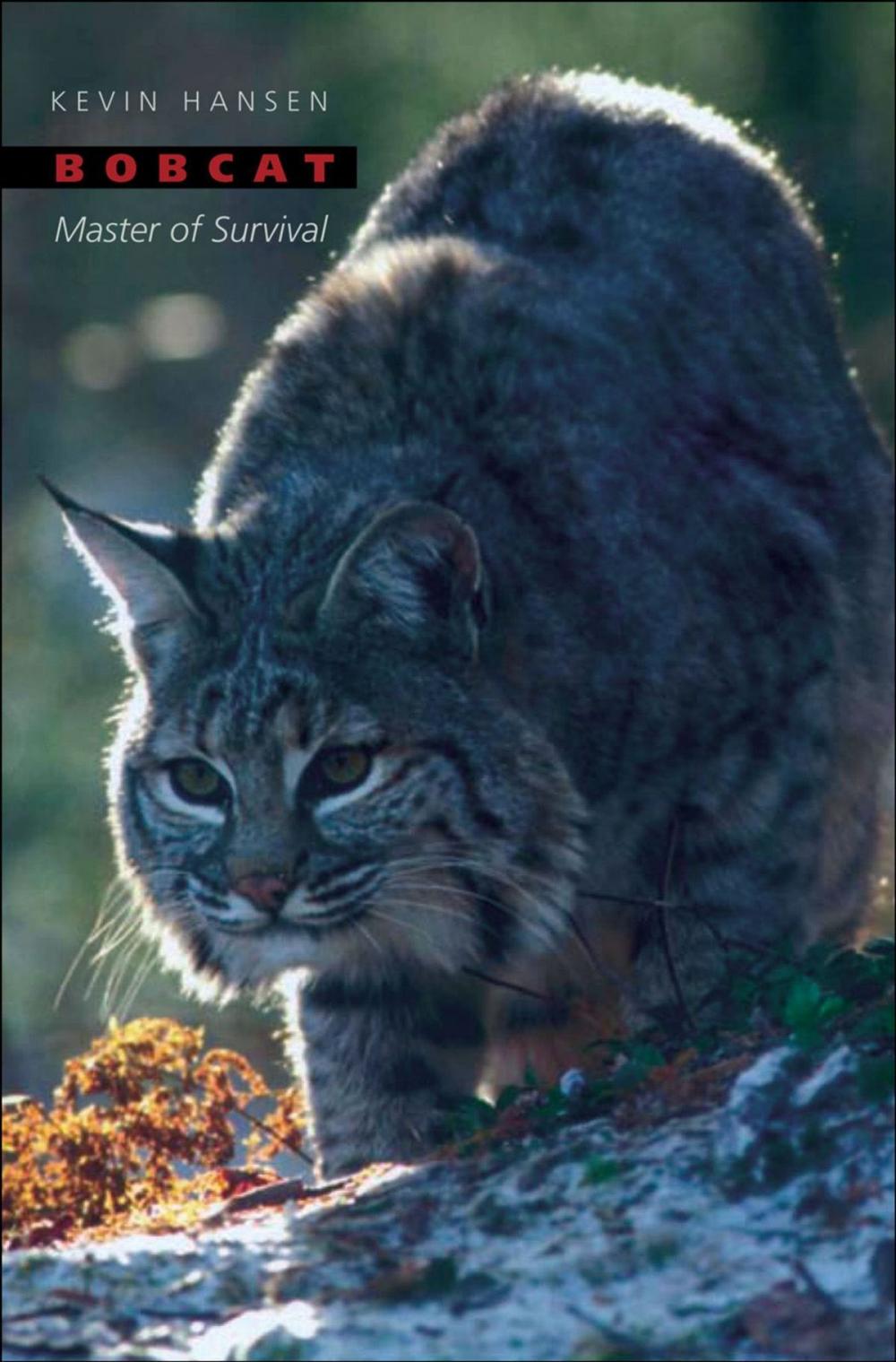 Big bigCover of Bobcat