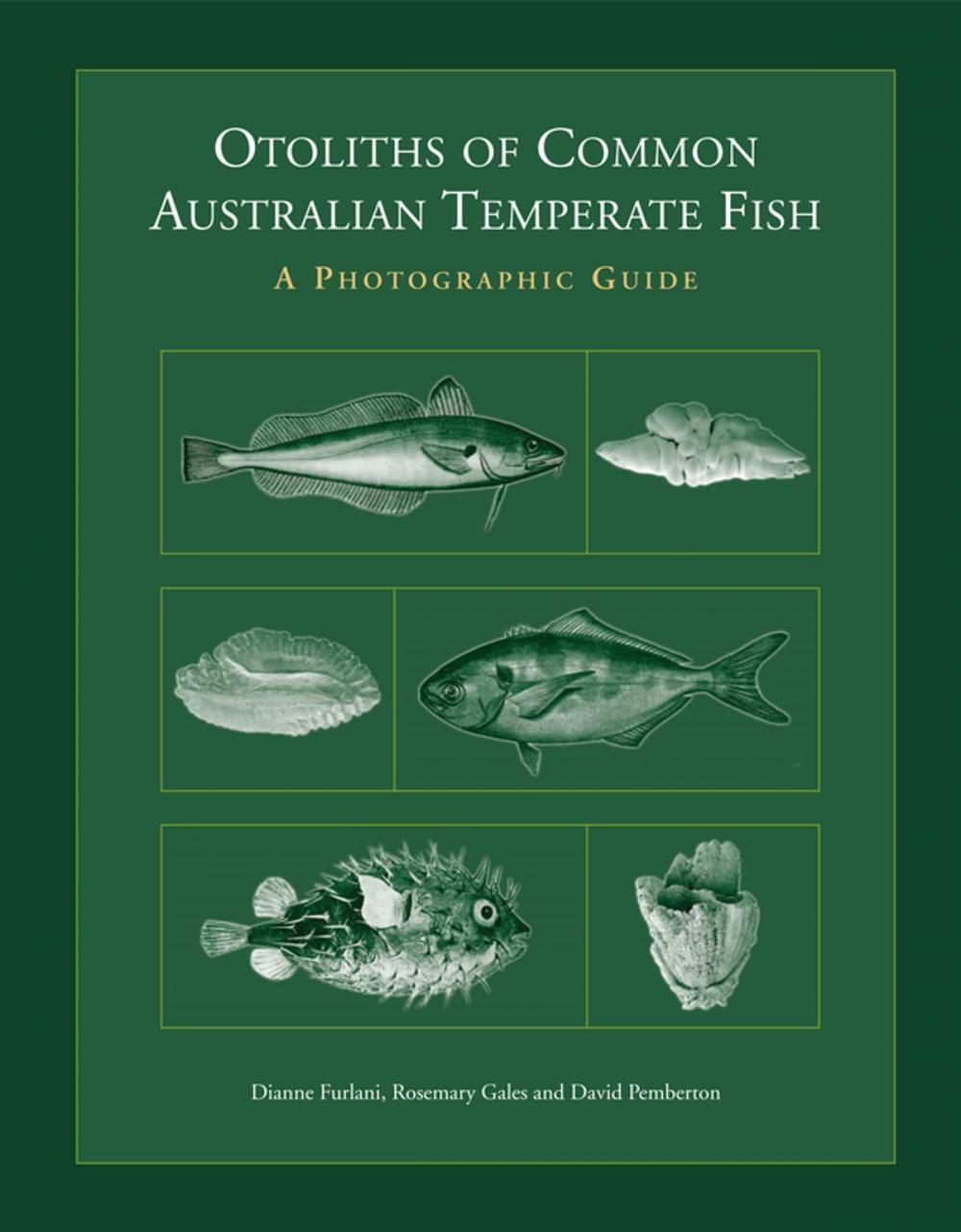 Big bigCover of Otoliths of Common Australian Temperate Fish