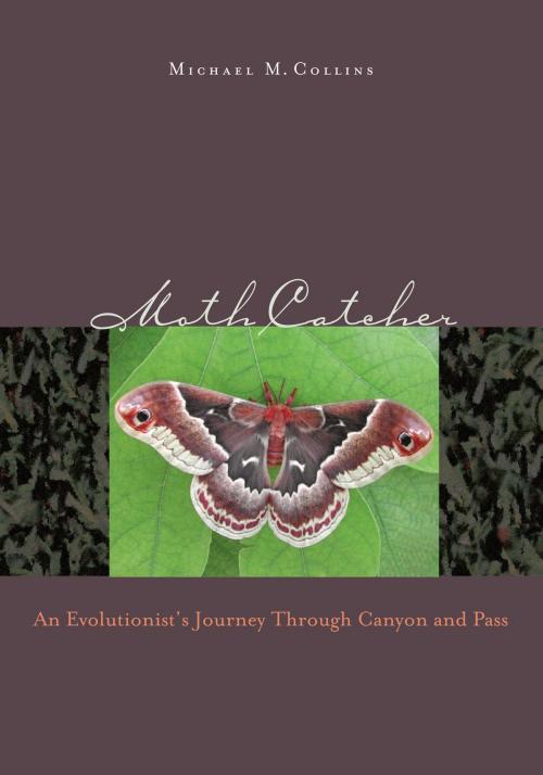 Cover of the book Moth Catcher by Michael M. Collins, University of Nevada Press