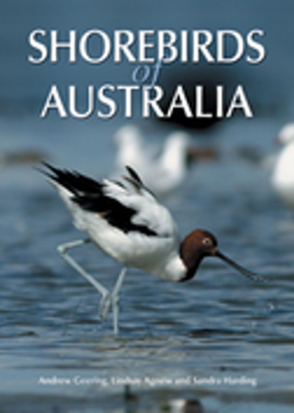 Big bigCover of Shorebirds of Australia