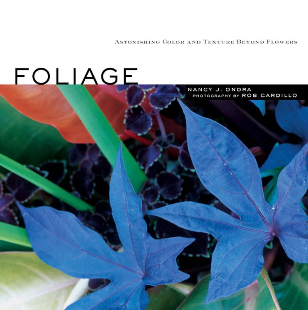 Big bigCover of Foliage