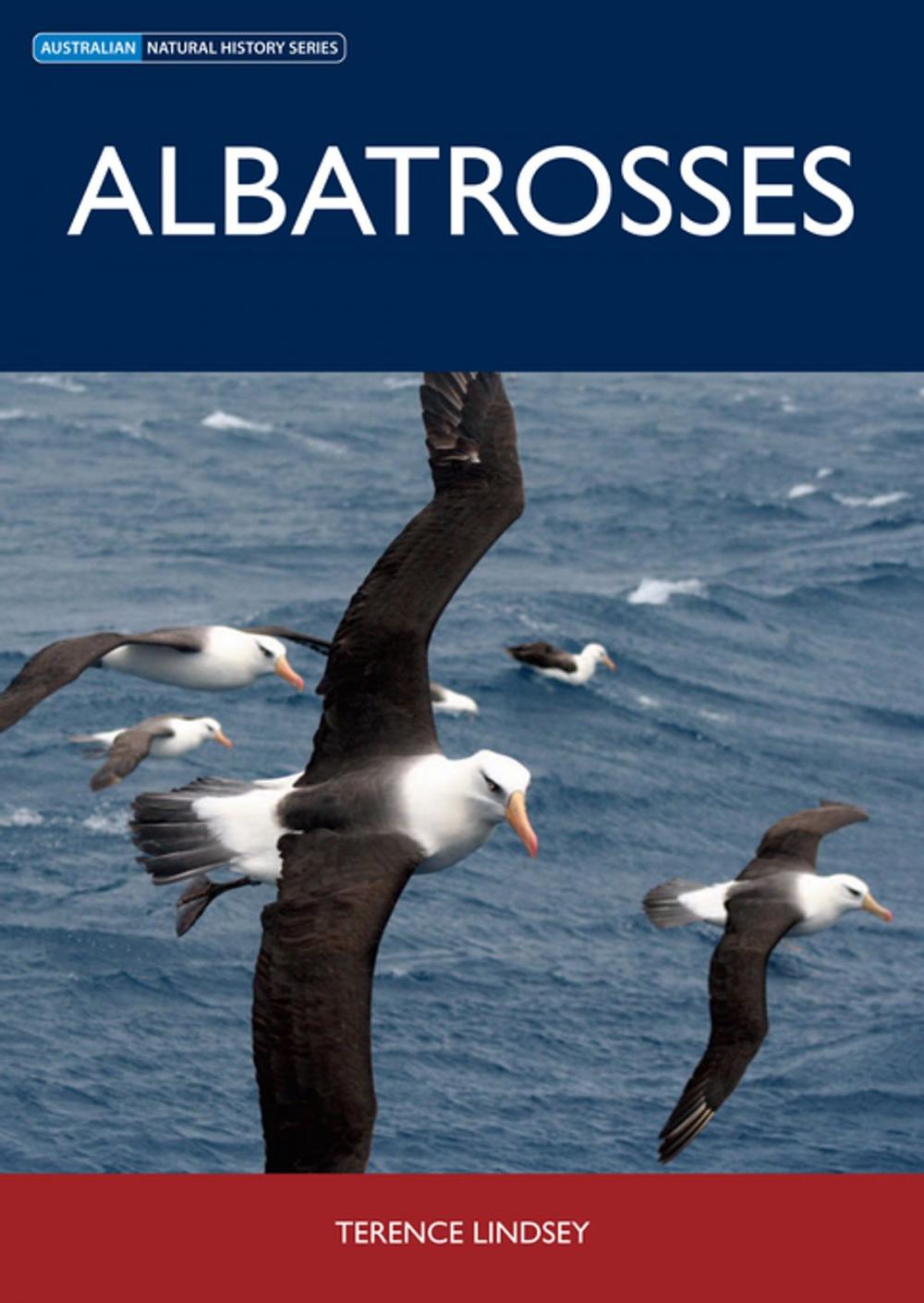 Big bigCover of Albatrosses