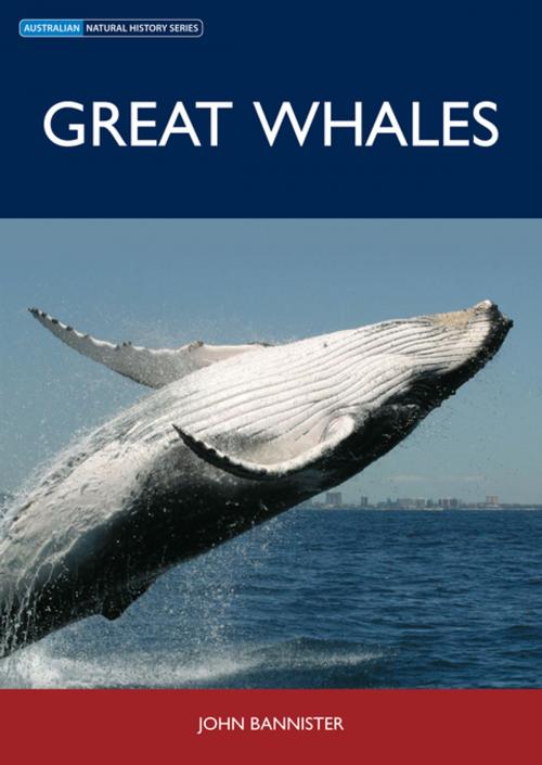 Cover of the book Great Whales by , CSIRO PUBLISHING
