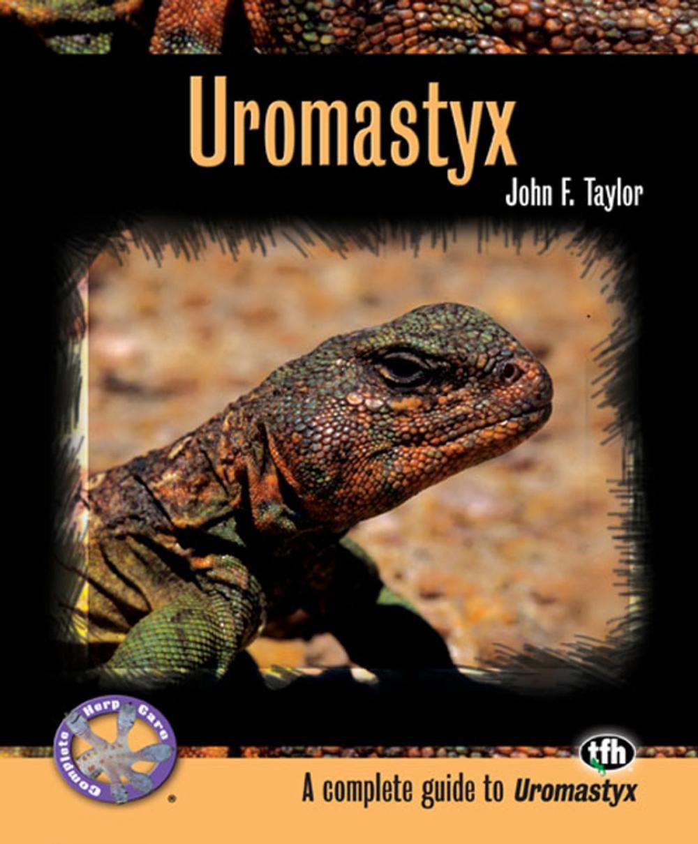 Big bigCover of Uromastyx