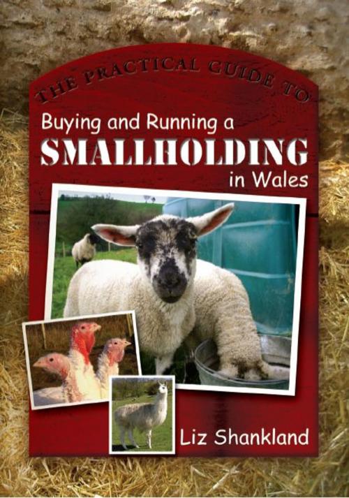 Cover of the book The Practical Guide to Buying and Running a Smallholding in Wales by Liz Shankland, University of Wales Press
