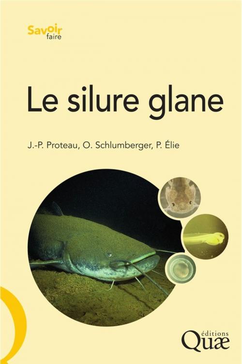Cover of the book Le silure glane by Pierre Elie, Olivier Schlumberger, Jean-Pierre Proteau, Quae
