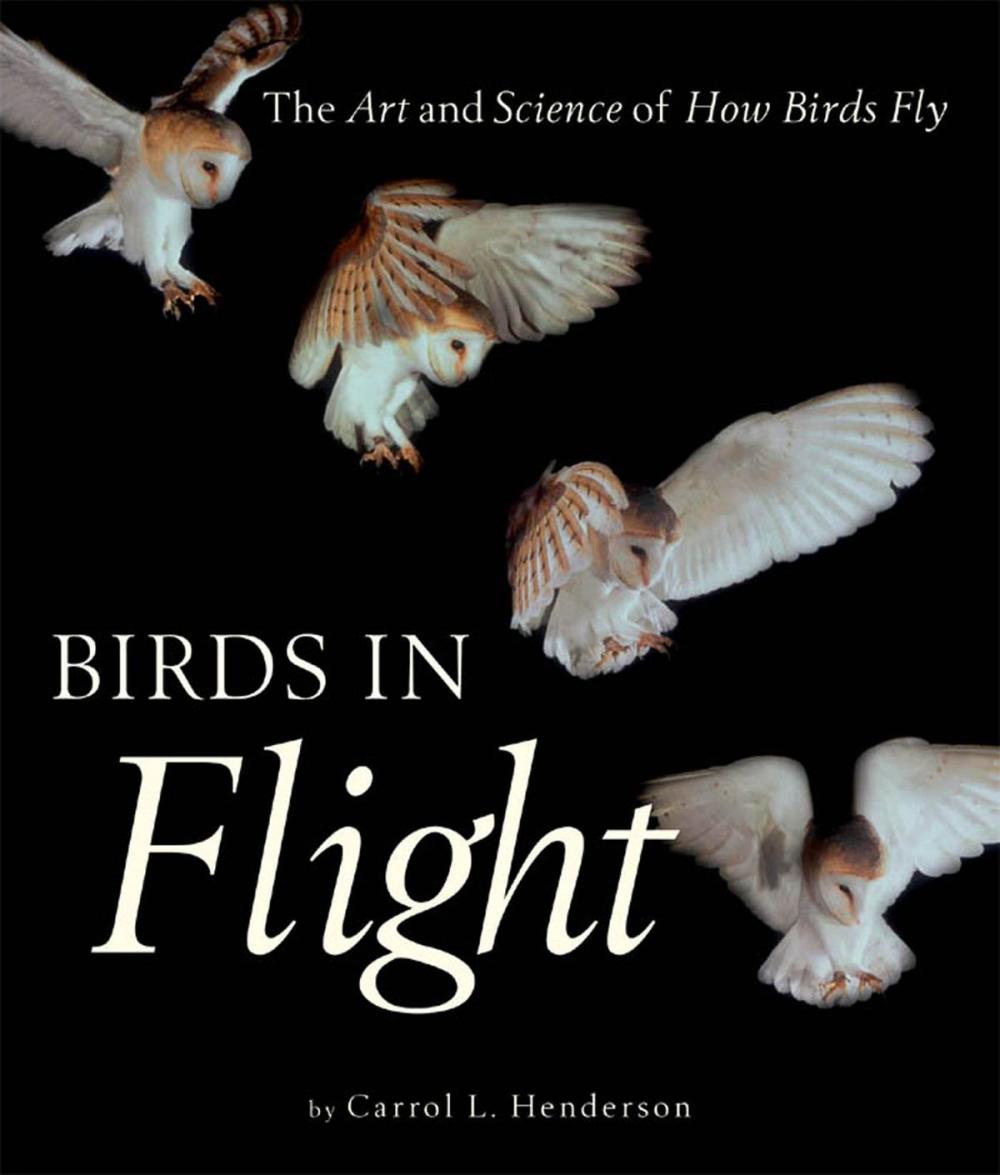 Big bigCover of Birds in Flight: The Art and Science of How Birds Fly