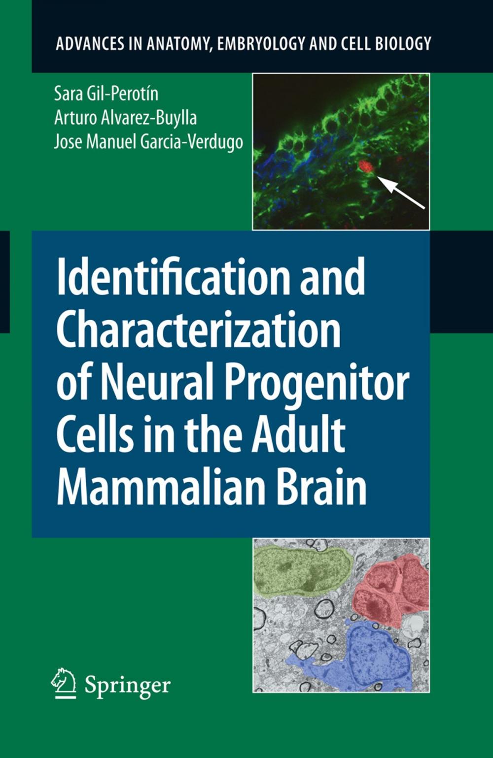 Big bigCover of Identification and Characterization of Neural Progenitor Cells in the Adult Mammalian Brain