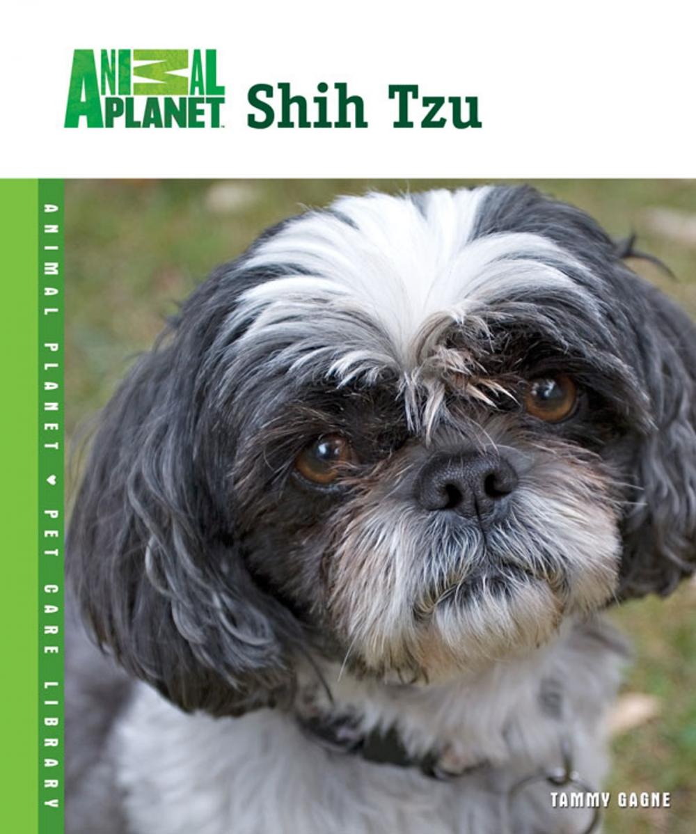 Big bigCover of Shih Tzu