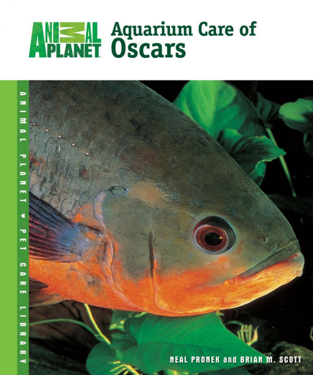 Big bigCover of Aquarium Care of Oscars