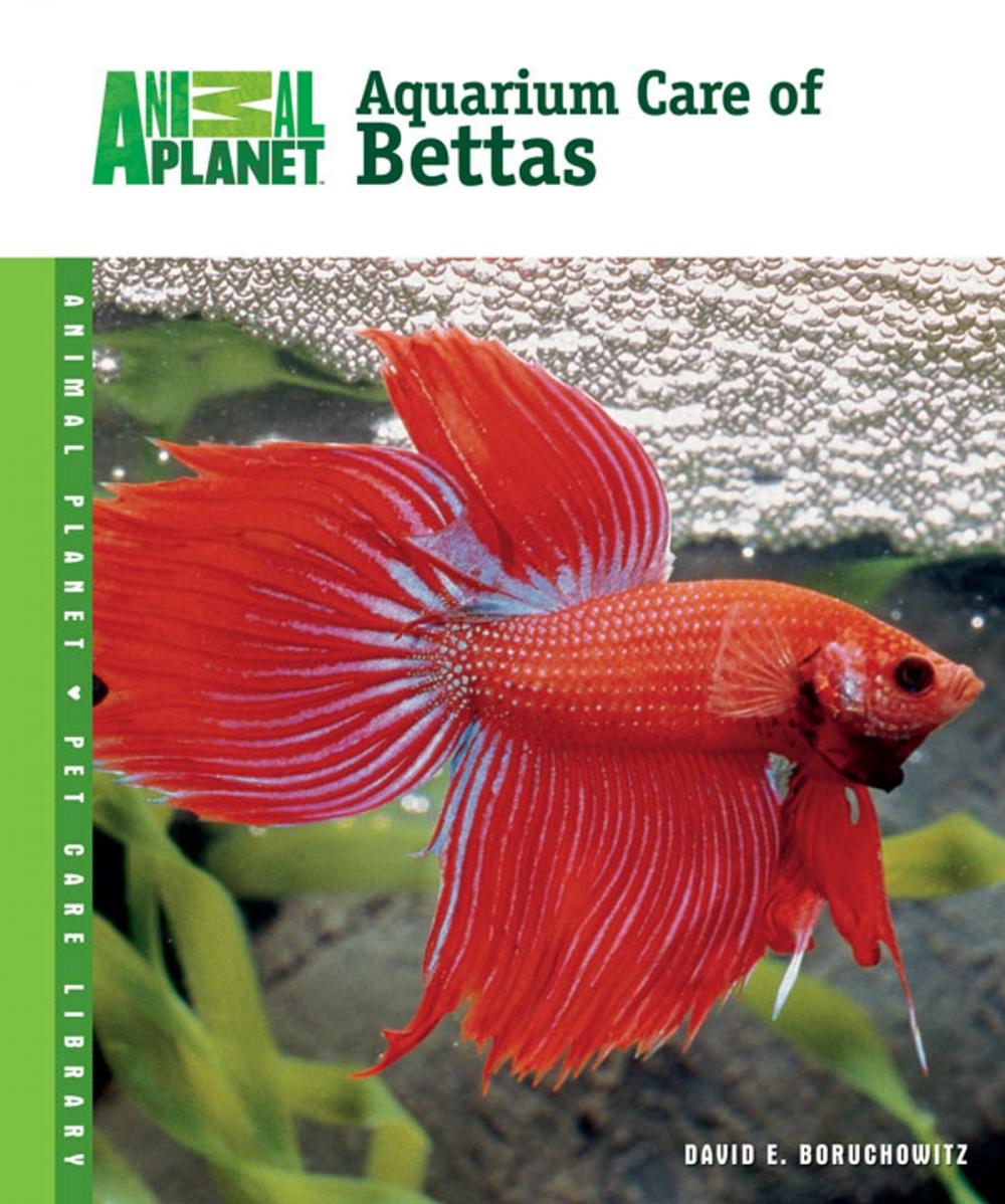 Big bigCover of Aquarium Care of Bettas