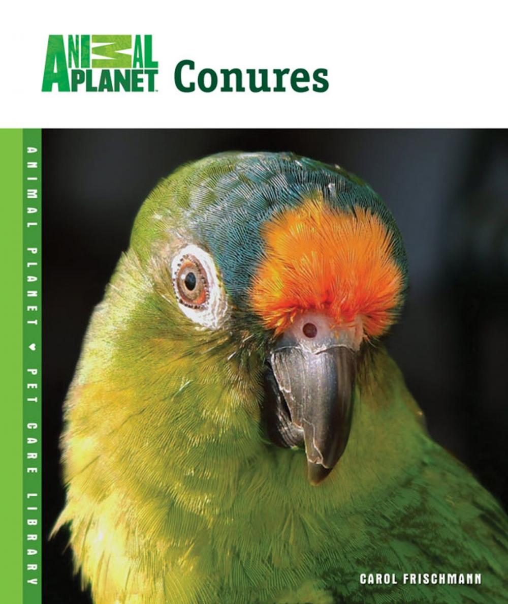 Big bigCover of Conures