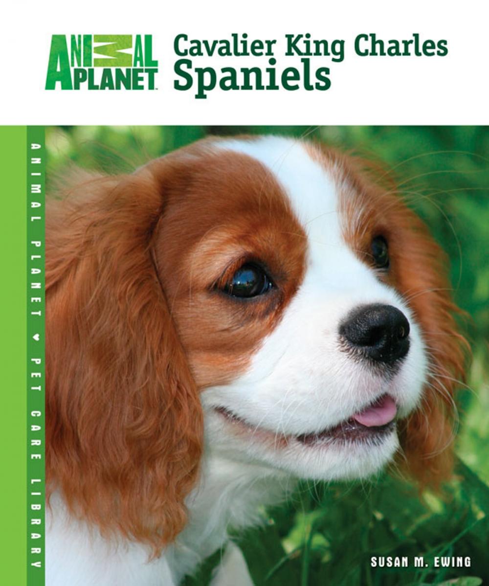 Big bigCover of Cavalier King Charles Spaniels