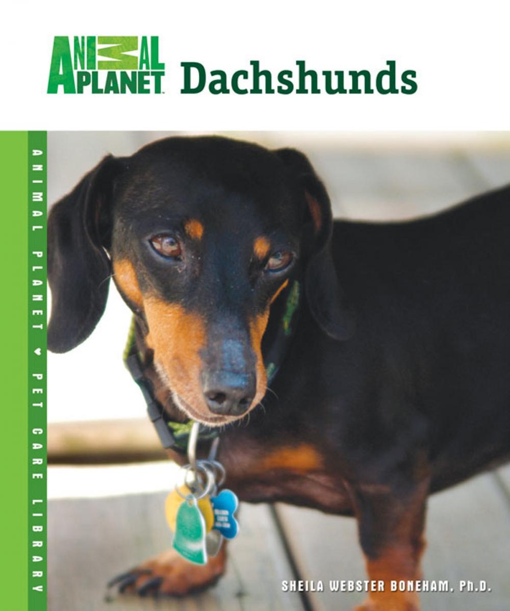 Big bigCover of Dachshunds