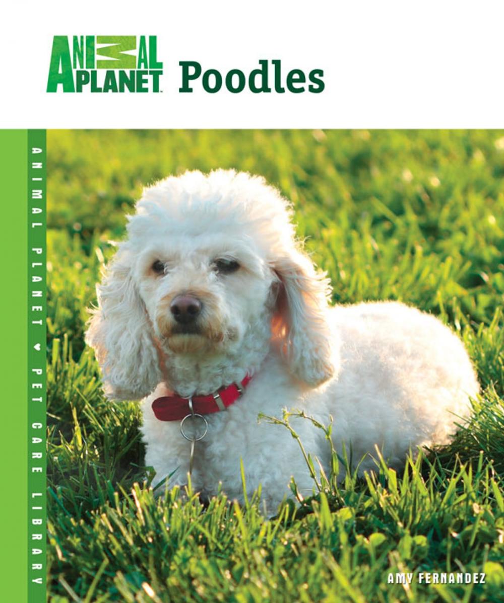 Big bigCover of Poodles