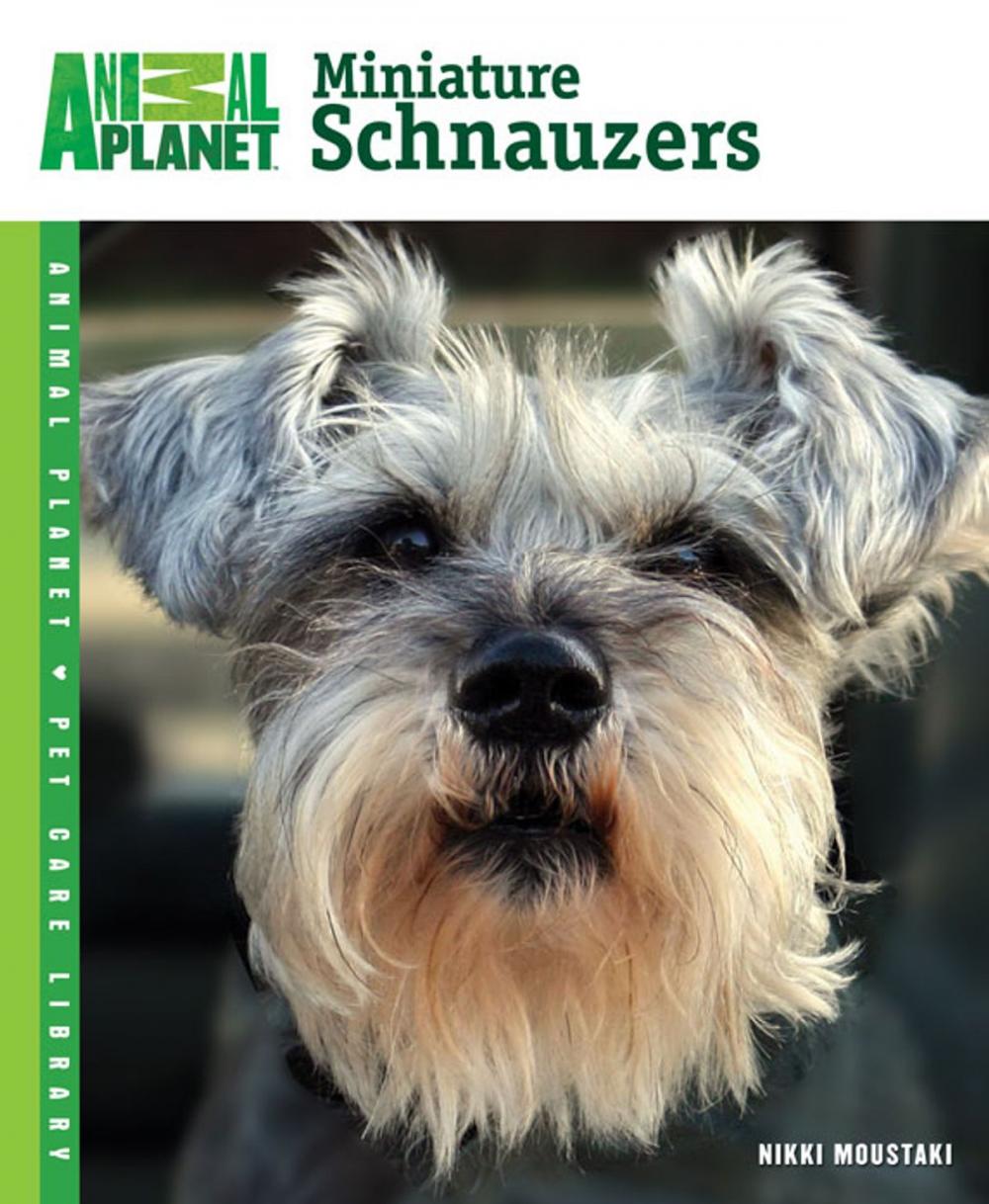 Big bigCover of Miniature Schnauzers