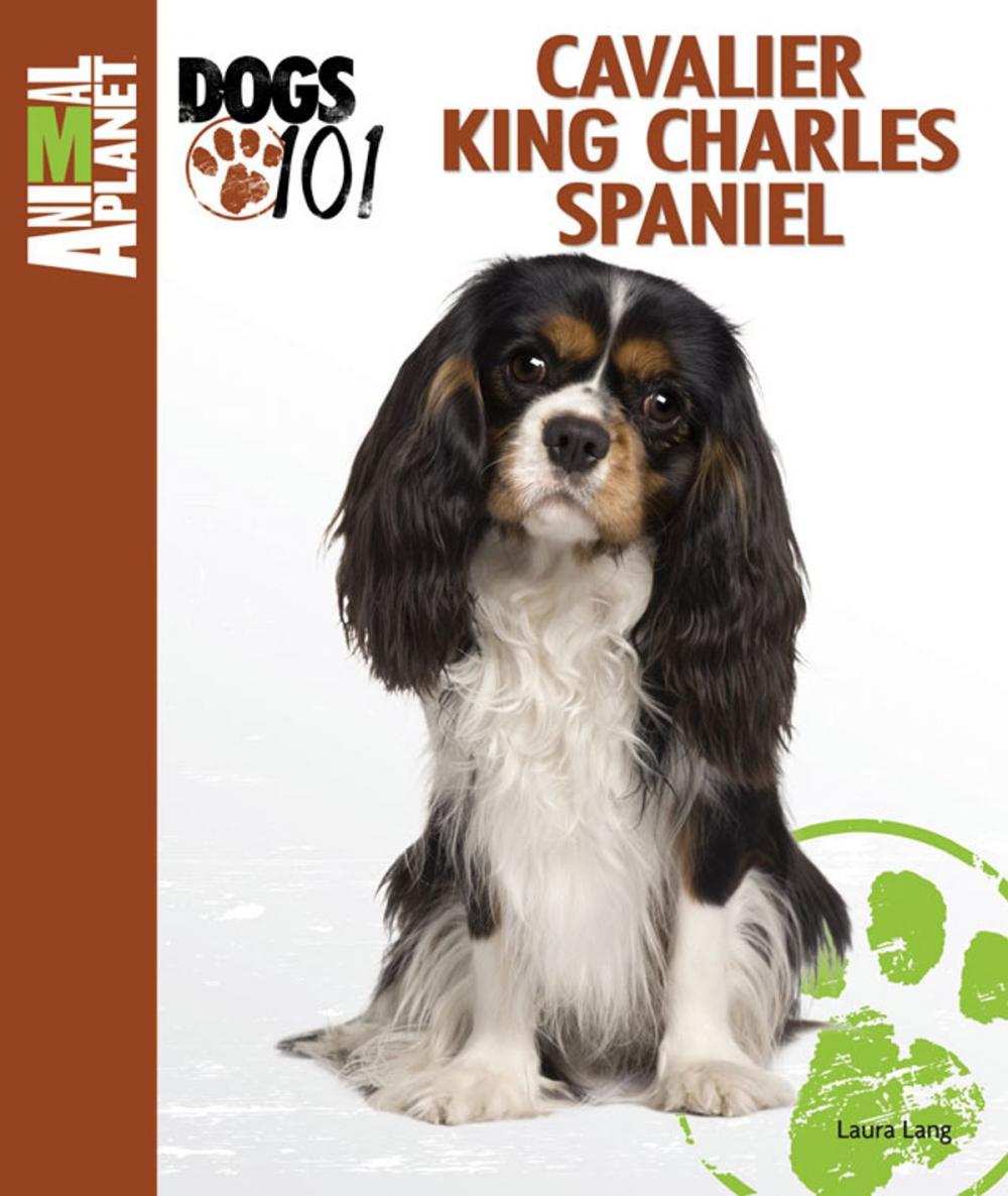 Big bigCover of Cavalier King Charles Spaniel