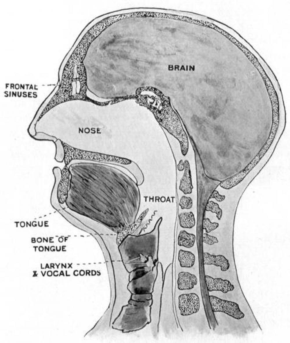 Big bigCover of The Brain and Voice in Speech and Song