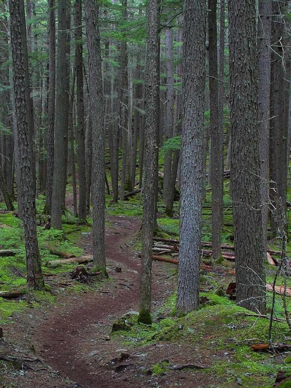 Big bigCover of Camp and Trail: A Story of the Maine Woods