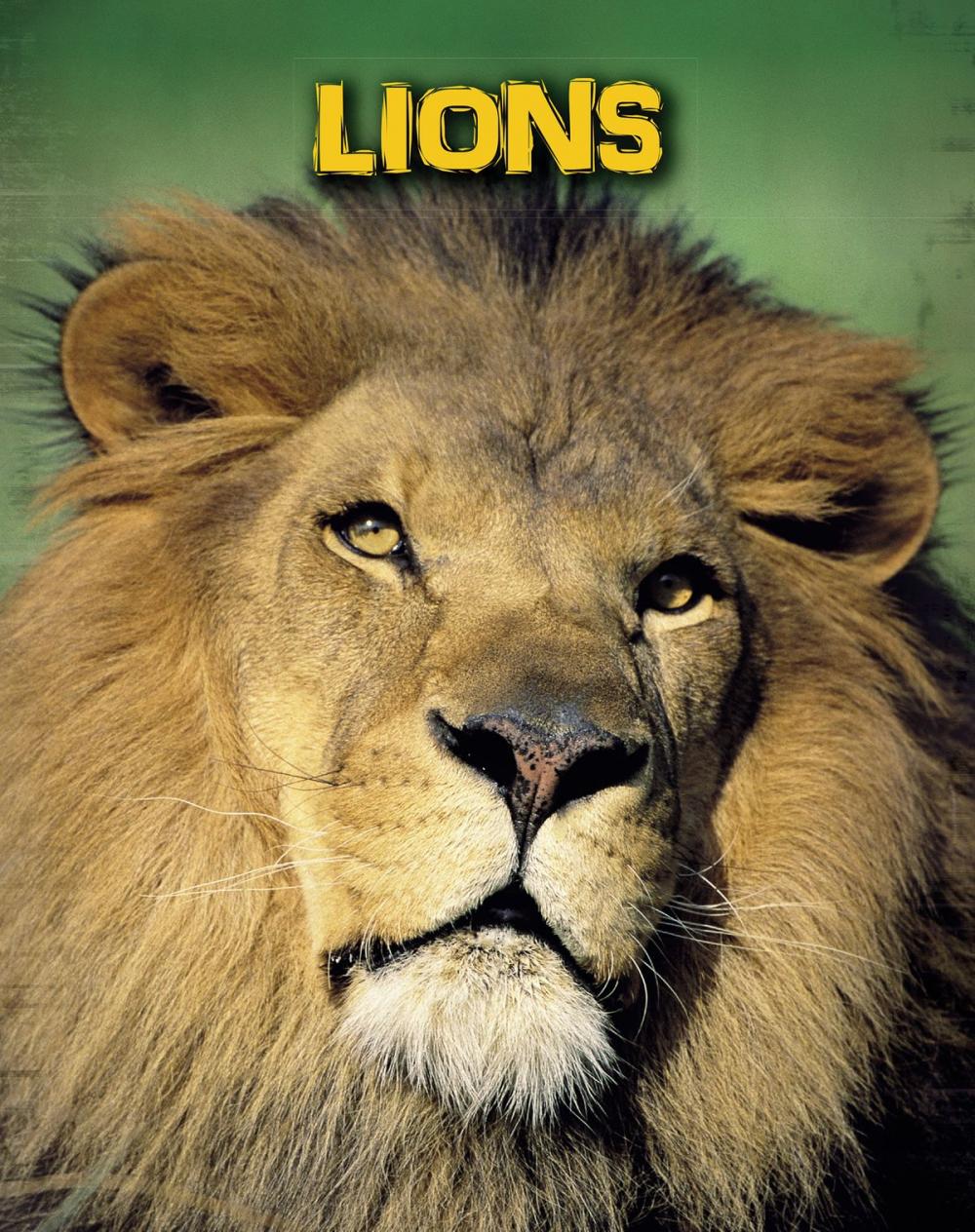 Big bigCover of Lions