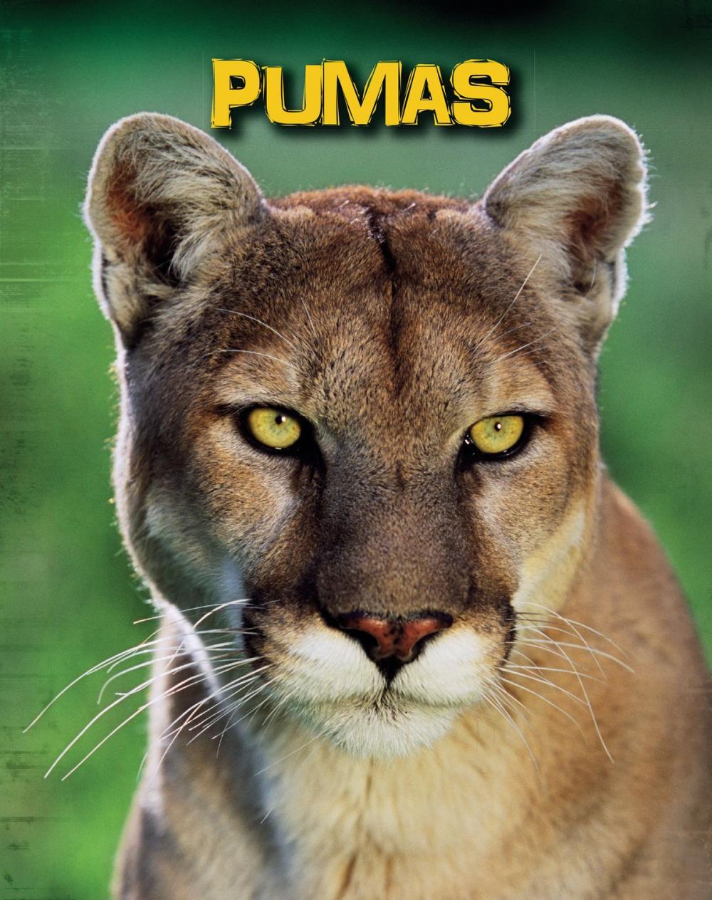 Big bigCover of Pumas