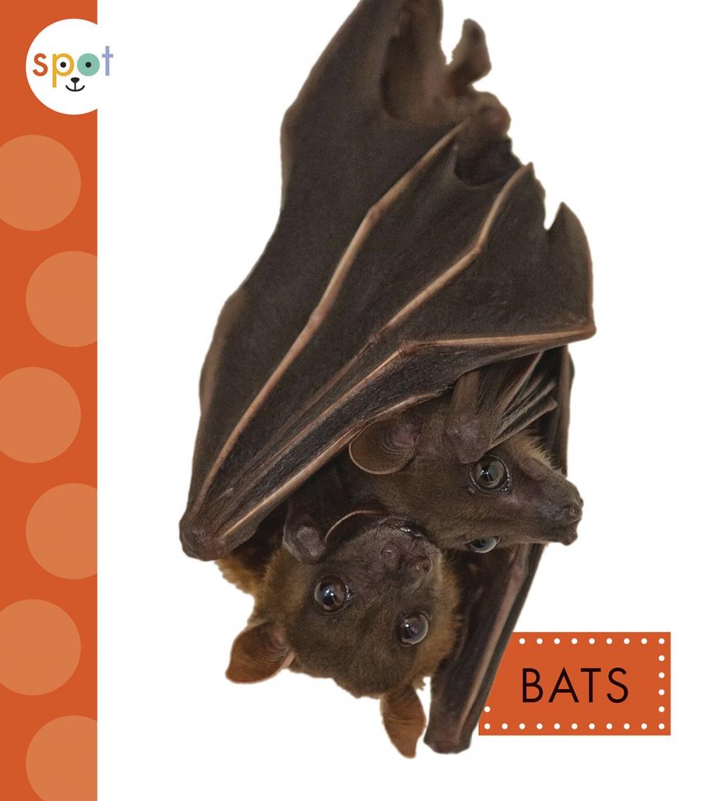 Big bigCover of Bats