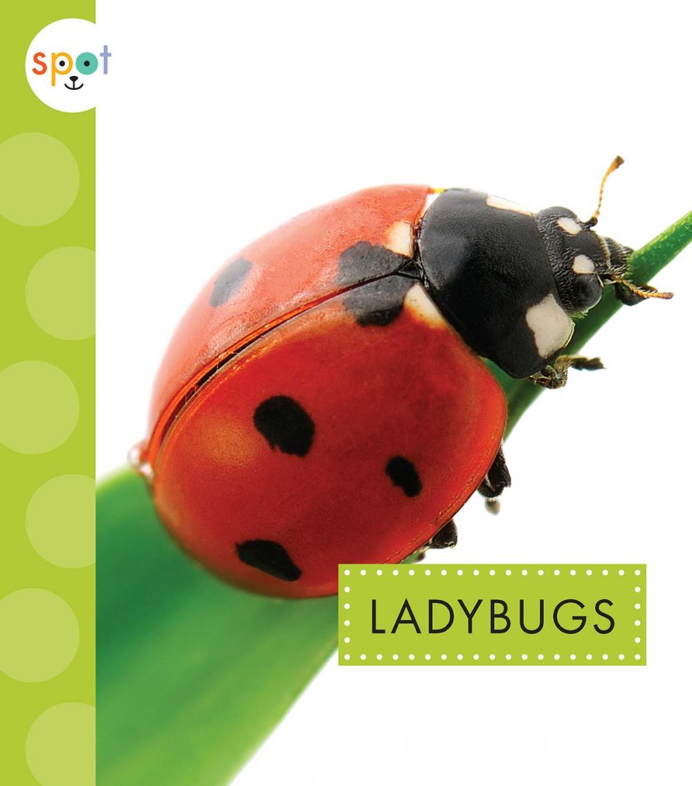 Big bigCover of Ladybugs