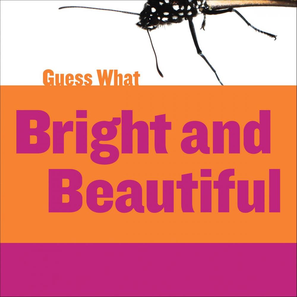 Big bigCover of Bright and Beautiful: Butterfly