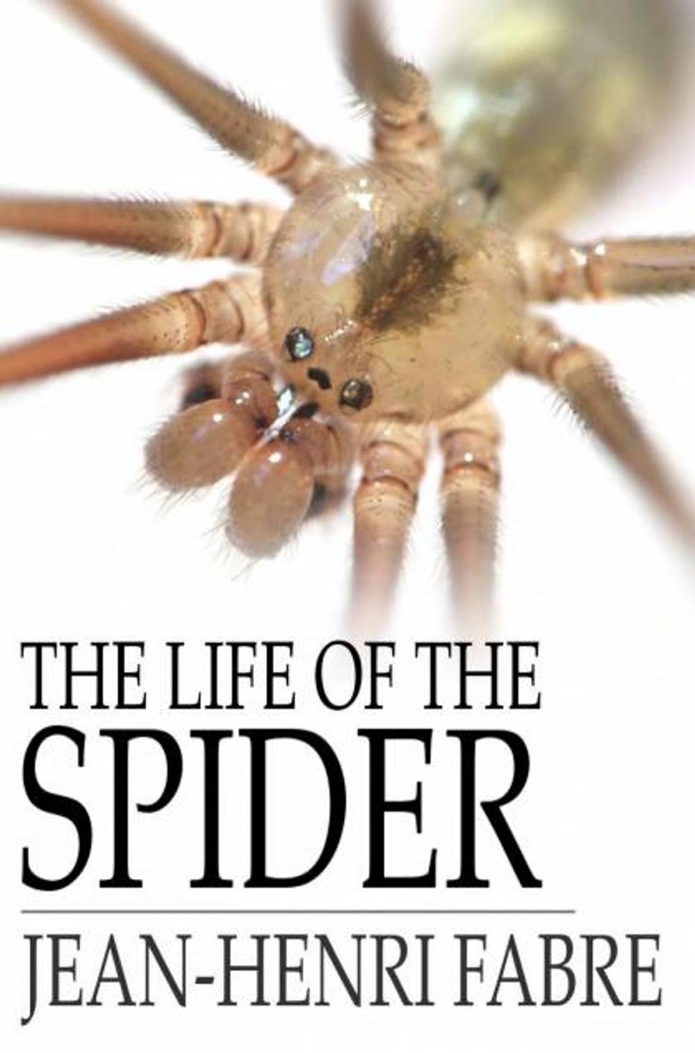 Big bigCover of The Life of the Spider