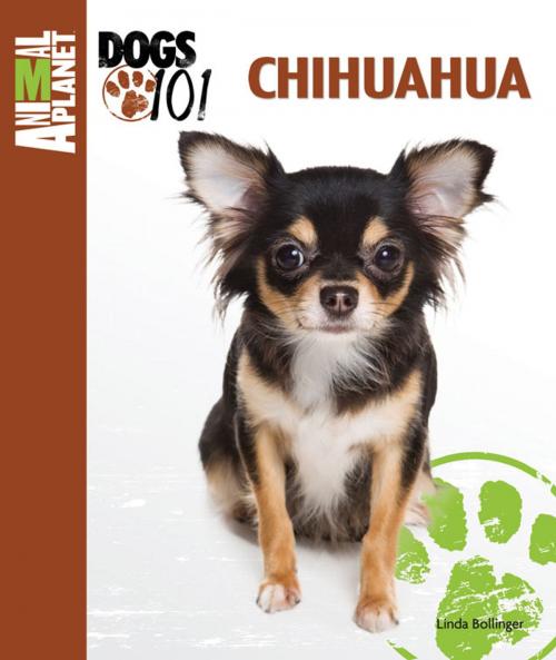 Cover of the book Chihuahua by Linda Bollinger, TFH Publications, Inc.