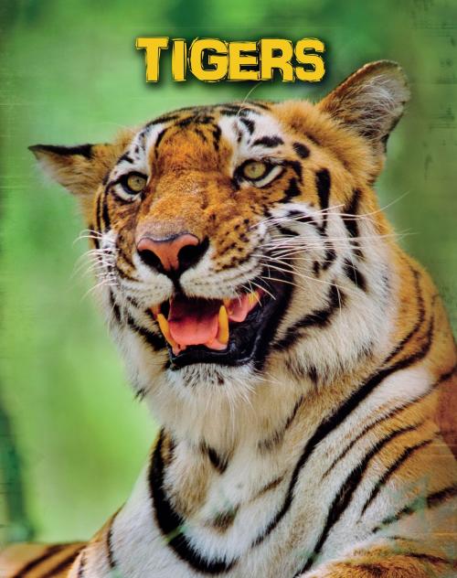 Cover of the book Tigers by Anna Claybourne, Capstone