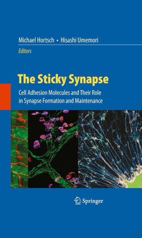 Cover of the book The Sticky Synapse by , Springer New York