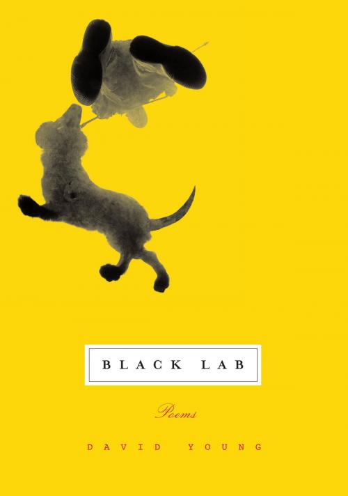 Cover of the book Black Lab by David Young, Knopf Doubleday Publishing Group