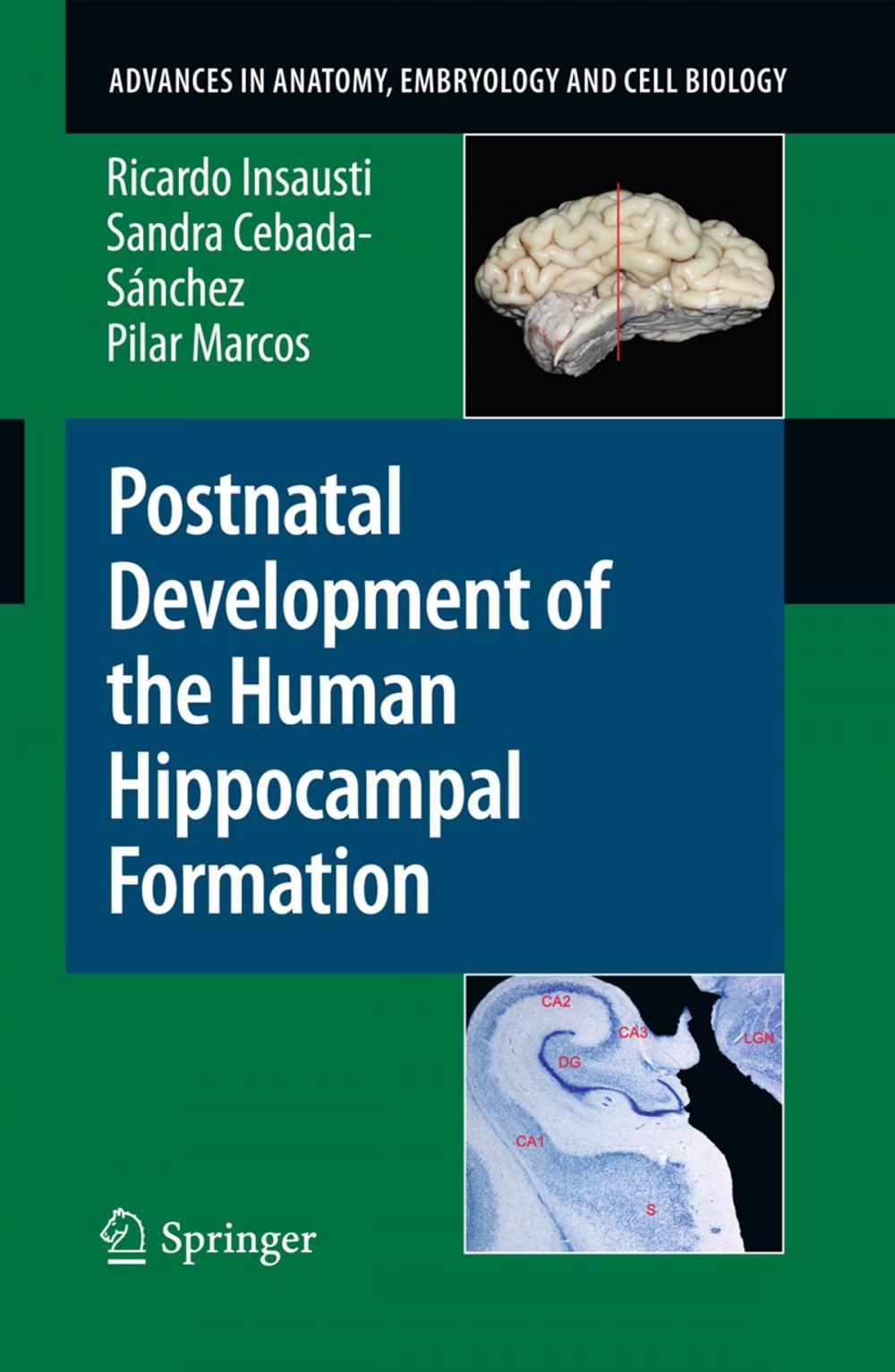 Big bigCover of Postnatal Development of the Human Hippocampal Formation