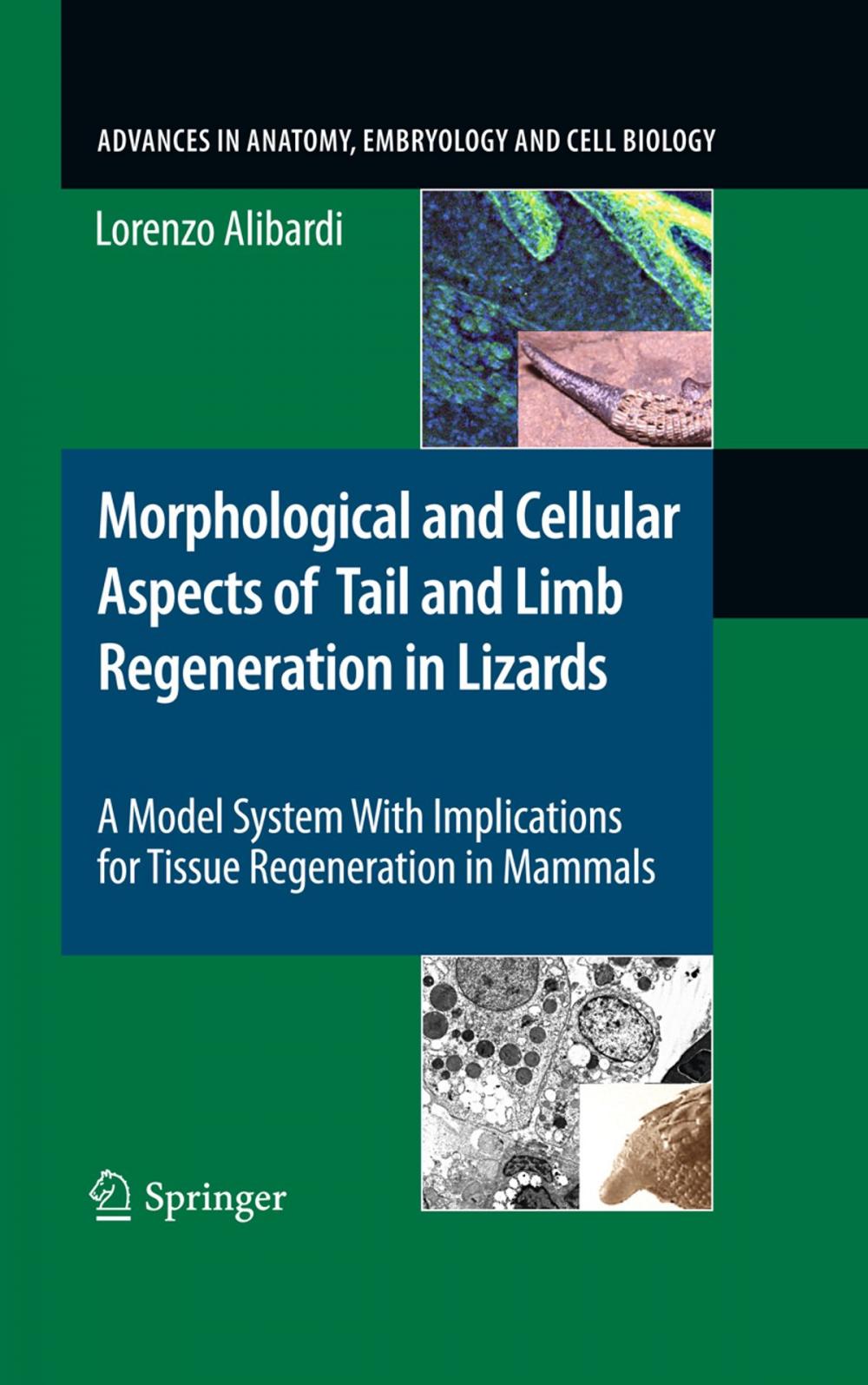 Big bigCover of Morphological and Cellular Aspects of Tail and Limb Regeneration in Lizards