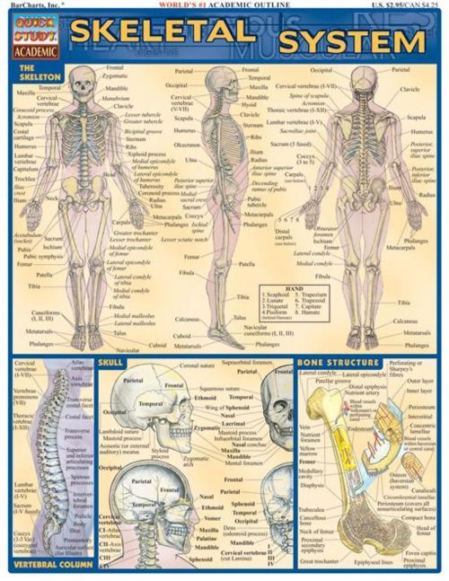 Cover of the book Skeletal System by BarCharts, Inc, BarCharts, Inc.