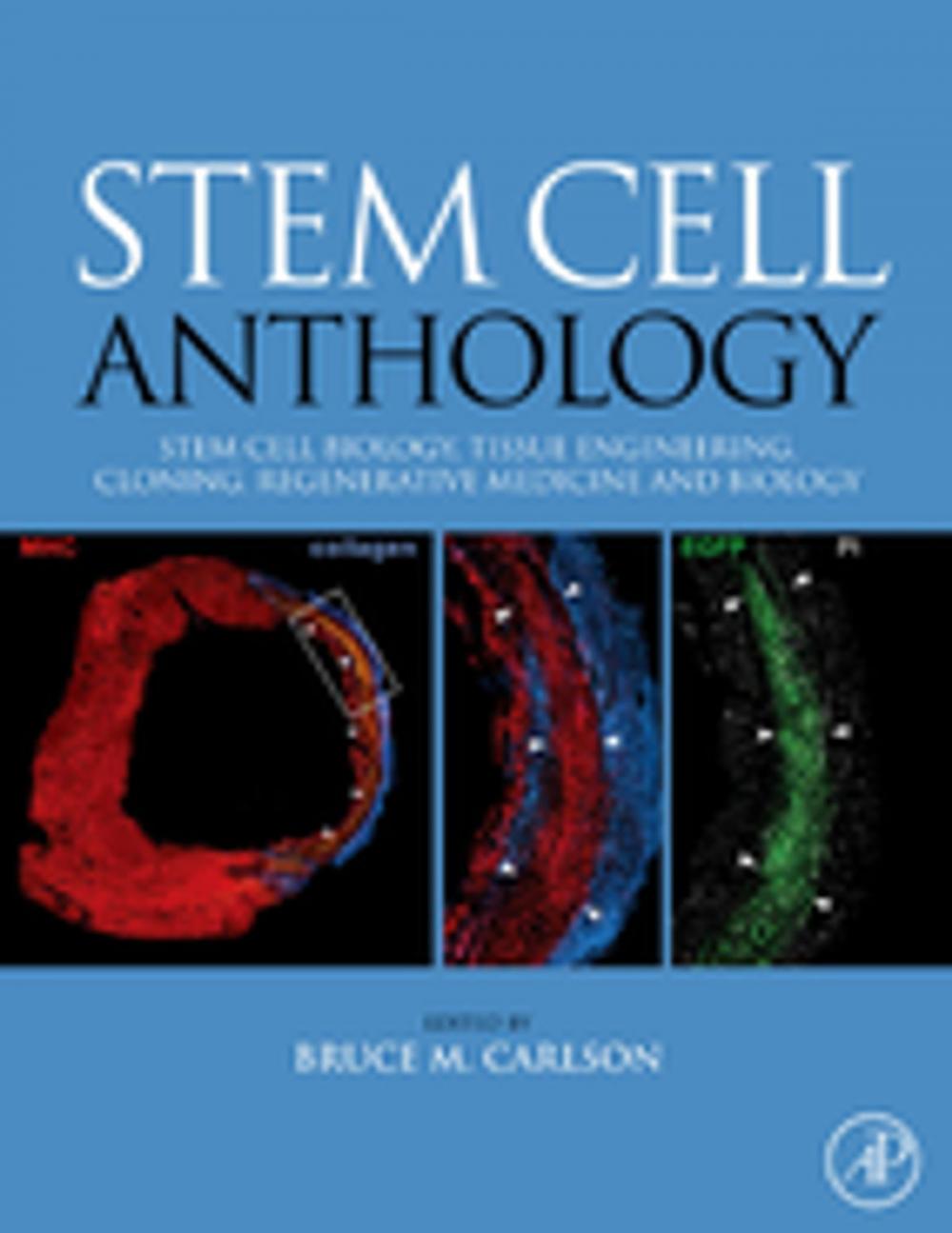 Big bigCover of Stem Cell Anthology
