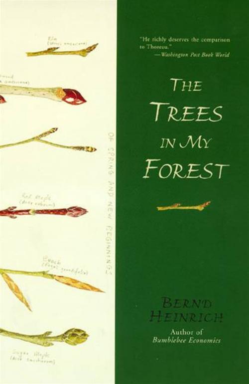 Cover of the book The Trees in My Forest by Bernd Heinrich, HarperCollins e-books