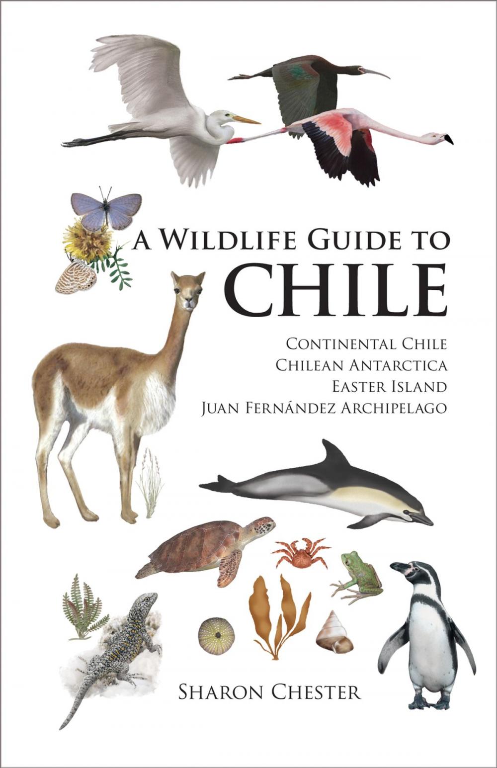 Big bigCover of A Wildlife Guide to Chile