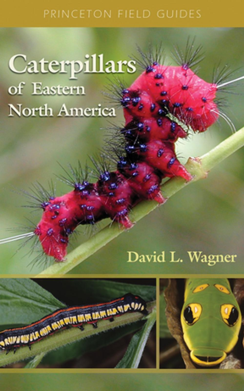 Big bigCover of Caterpillars of Eastern North America