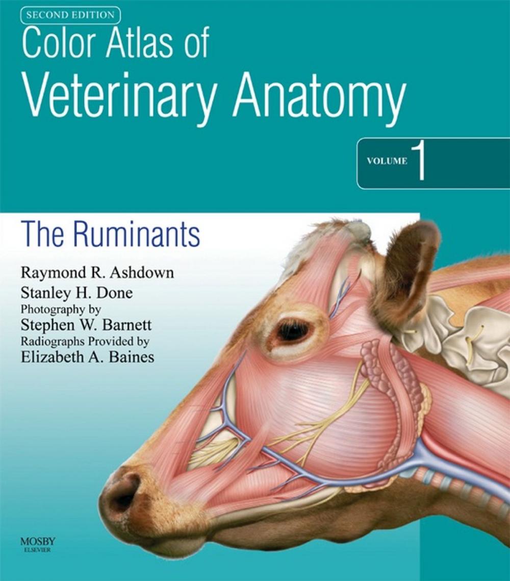 Big bigCover of Color Atlas of Veterinary Anatomy, Volume 1, The Ruminants E-Book