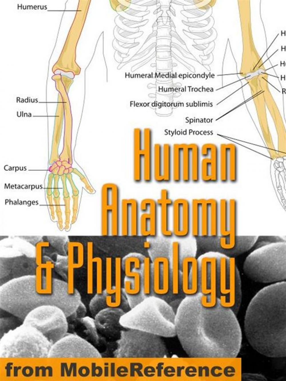 Big bigCover of Human Anatomy And Physiology Study Guide (Mobi Medical)